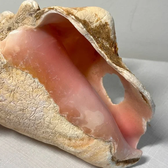 Natural Conch Shell Seashell Decor - Picture 3 of 7